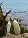 Most precious penguin living, Yellow-eyed penguin, Megadyptes antipodes, New Zealand Royalty Free Stock Photo