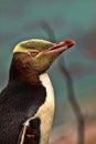 Most precious penguin living, Yellow-eyed penguin, Megadyptes antipodes, New Zealand Royalty Free Stock Photo