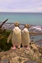 Most precious penguin living, Yellow-eyed penguin, Megadyptes antipodes, New Zealand Royalty Free Stock Photo