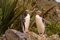 Most precious penguin living, Yellow-eyed penguin, Megadyptes antipodes, New Zealand Royalty Free Stock Photo