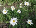 The most romantic flowers are white daisies on which lovers wonder whether they love or not