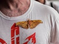 Most Saturniidae butterfly sits on a T-shirt (Sumatra, Indonesia