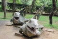 The most scary dinosaurs placed in in jungle park photograph