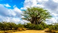 The most southern Baobab Tree under partly blue sky in spring time in Kruger National Park Royalty Free Stock Photo