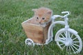 The most sweet Cat baby playing on a bicicle Royalty Free Stock Photo