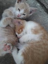 The most tender and beautiful kittens in the world