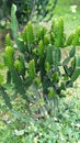 The most unique cactus tree in the garden