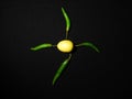 Most Unique picture ever of green chillies and a yellow lemon on dark background