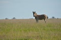 A most unusual sighting of a zebra that is in bread with a donkey, NORTH Provenience.