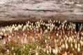 Blooming moss in the forest, in the month of may.