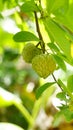 The most widely grown of all the species of Annona, the sugar apple,