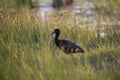 Glossy Ibis - Plegadis falcinellus