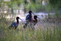 Glossy Ibis - Plegadis falcinellus