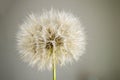 The most wonderful looking Devil Hair Dandelion Pictures of plants,