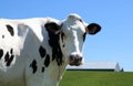 Mostly white Holstein cow face staring at camera on a sunny day Royalty Free Stock Photo