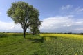 Mostviertel flowering Frust treues in Front of rapeseed Field