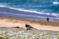 Motacilla alba yarrellii View of the sea