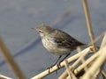 Motacilla flava on the edge of the lake Royalty Free Stock Photo