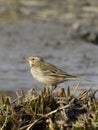 Motacilla flava on the edge of the lake Royalty Free Stock Photo