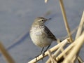 Motacilla flava on the edge of the lake Royalty Free Stock Photo