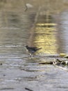 Motacilla flava on the edge of the lake Royalty Free Stock Photo