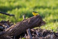 Motacilla flava on the log. Yellow bird Tamron 70 300 mm with Nikon dslr Royalty Free Stock Photo