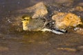 Motacilla flava, Yellow Wagtail