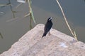 Motacilla Maderaspatensis at sunset