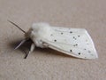 Moth