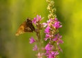 Brown Moth Feasting On Purple Flower Royalty Free Stock Photo