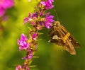 Brown Moth Feasting On Purple Flower Royalty Free Stock Photo