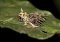 Moth attaqued by parasitic Cordyceps militaris funghi