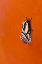 Moth with black spots on a Orange wall Royalty Free Stock Photo