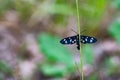 Moth on a blade of grass Royalty Free Stock Photo