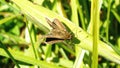 Moth on a blade of grass Royalty Free Stock Photo