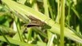 Moth on a blade of grass Royalty Free Stock Photo