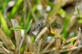 Moth on a blade of grass Royalty Free Stock Photo