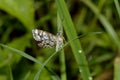 Moth on a blade of grass Royalty Free Stock Photo