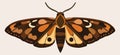 Moth. Boho decoraive isolated vector Royalty Free Stock Photo