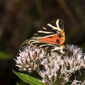 Moth brown bear on a bright flower while eating nectar Royalty Free Stock Photo