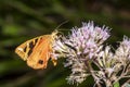 Moth brown bear on a bright flower while eating nectar Royalty Free Stock Photo