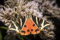 Moth brown bear on a bright flower while eating nectar Royalty Free Stock Photo