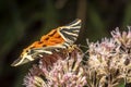 Moth brown bear on a bright flower while eating nectar Royalty Free Stock Photo