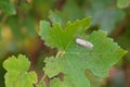 Moth in brown and gray wings on green leaf. Dangerous pest of gr