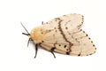Moth, Brudnice Lymantria dispar, female