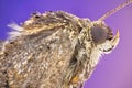 Moth Royalty Free Stock Photo