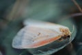 Moth, butterfly animal sitting on big leaf, colored macro photo Royalty Free Stock Photo