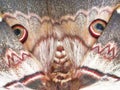 Moth