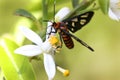 Moth Butterfly on Citrus Lemon Flowers