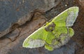 Moth, Butterfly at night, Moth in thailand Royalty Free Stock Photo